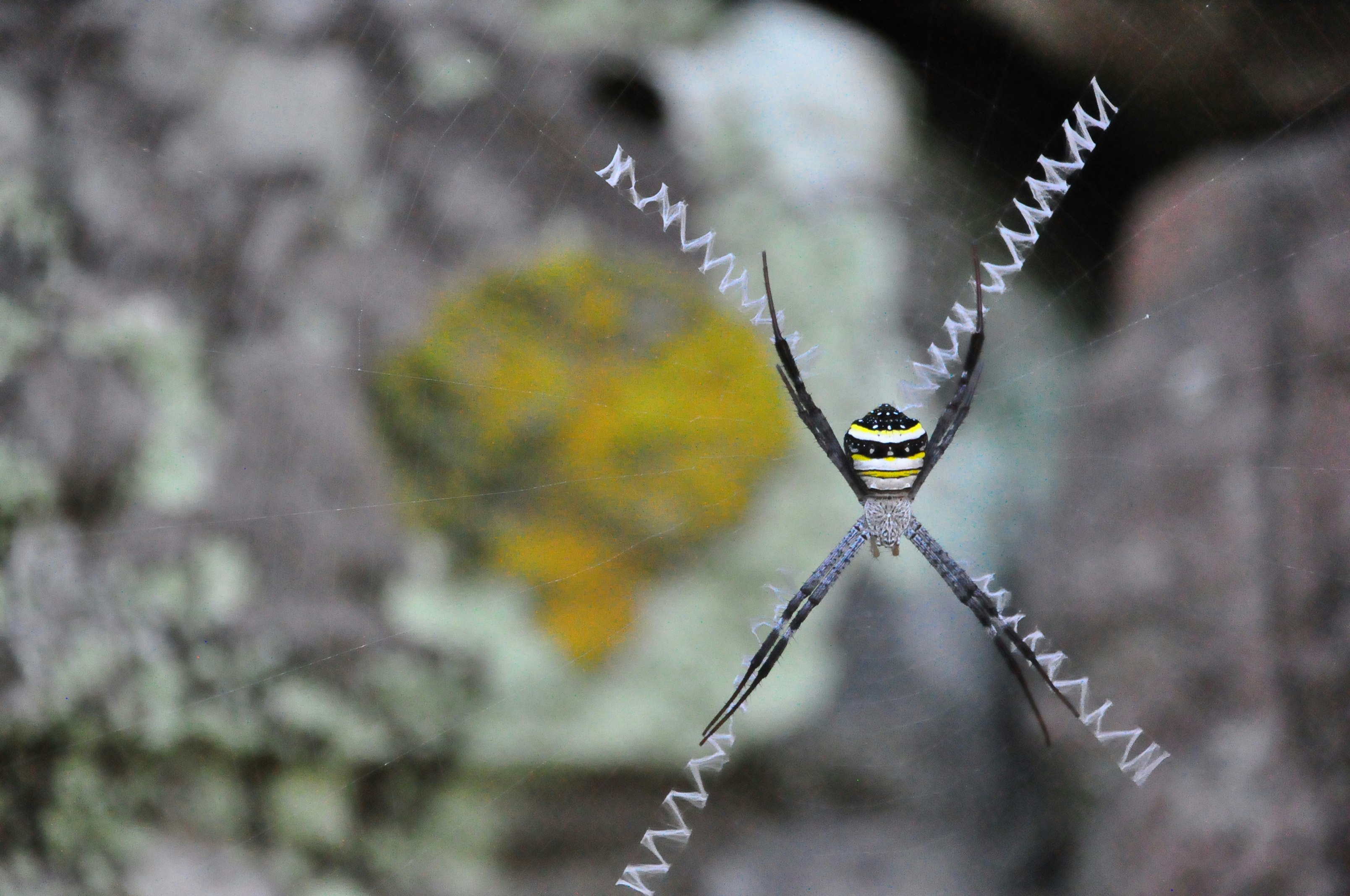 selective focus photography of black and yellow spider